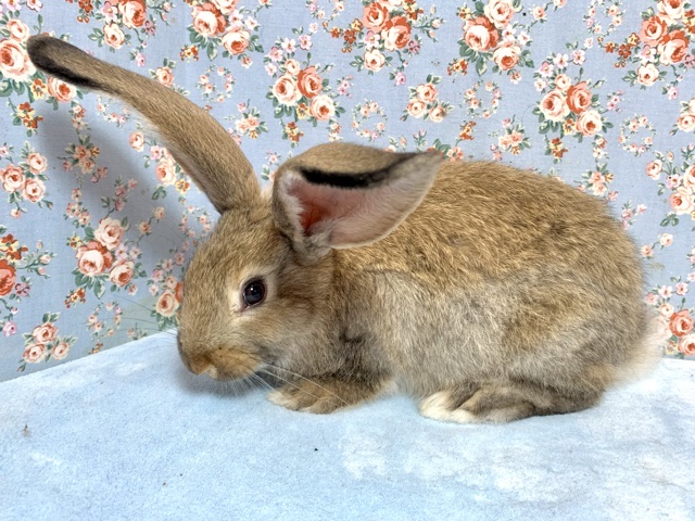 フレミッシュジャイアント