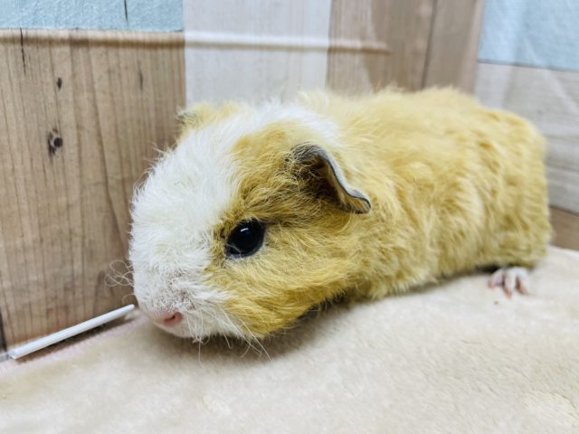 テッセルモルモット