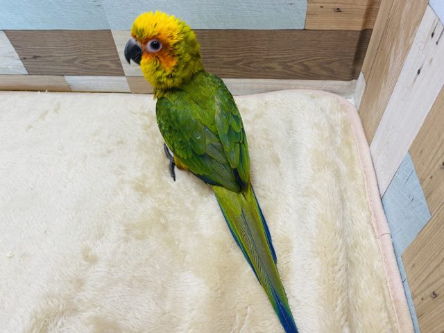 コガネメキシコインコ