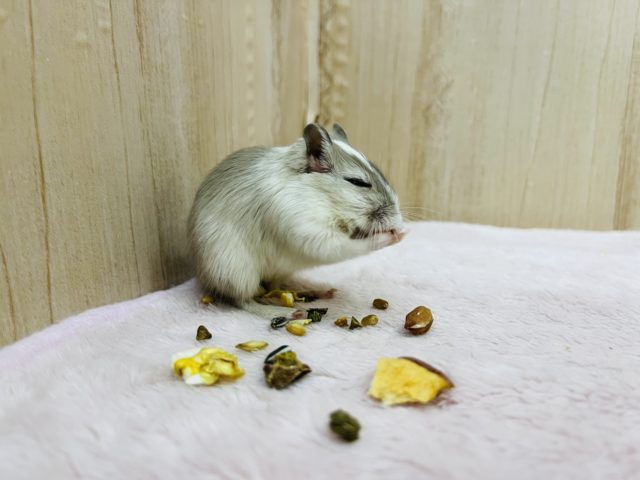 カラージャービル（スナネズミ）