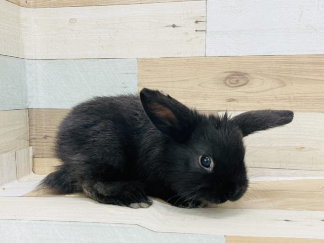 ロップイヤーラビット