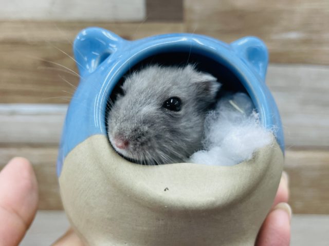 ロシアンブルーハムスター