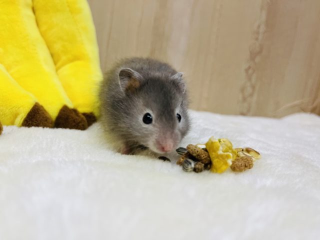 ゴールデンハムスター