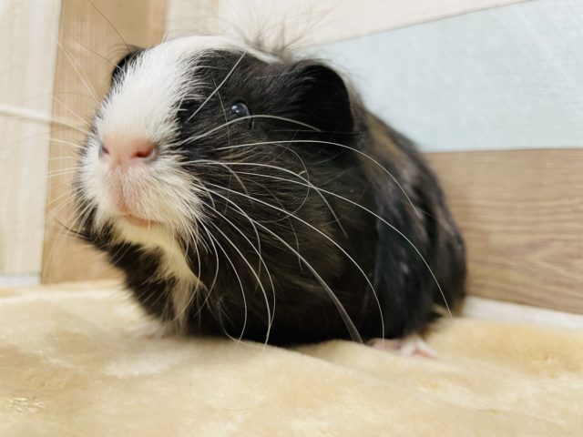 シェルティモルモット