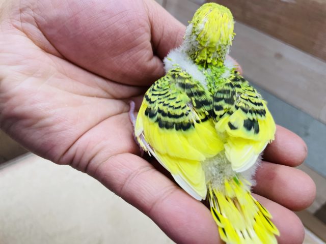 セキセイインコ