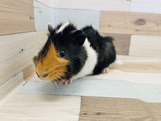 アビシニアンモルモット