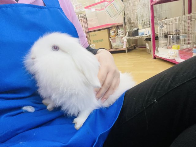 アメリカンファジーロップ