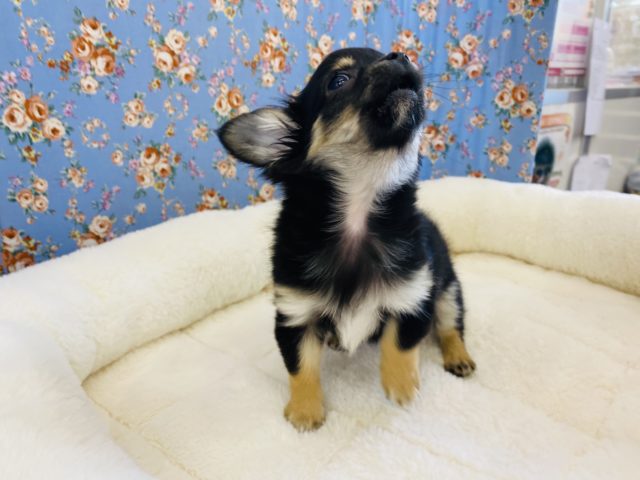 イケメンチワワ登場‼️‼️‼️ チワワ