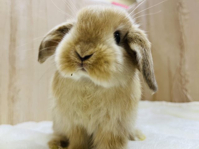 ホーランドロップ