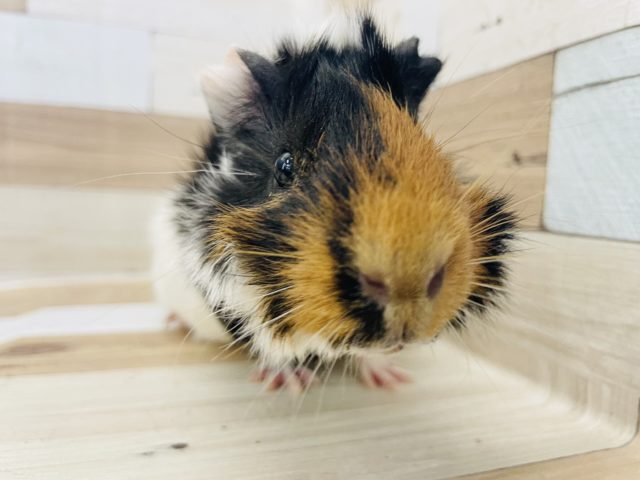 アビシニアンモルモット