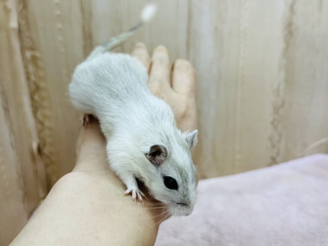 カラージャービル（スナネズミ）