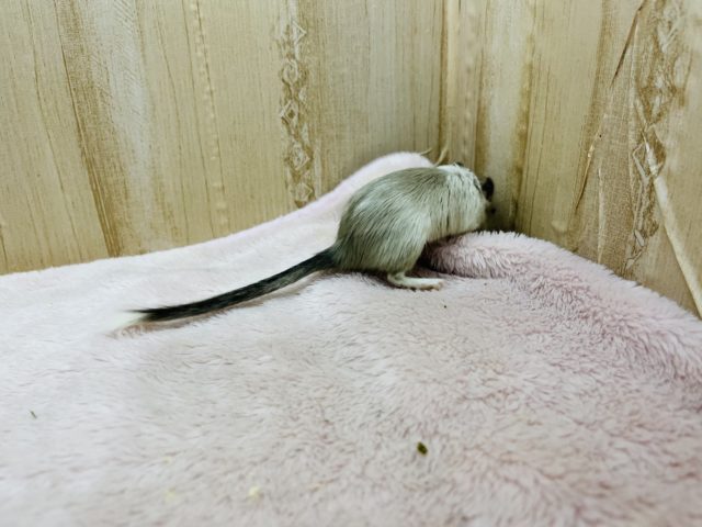 カラージャービル（スナネズミ）