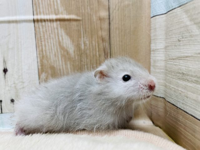 ゴールデンハムスター