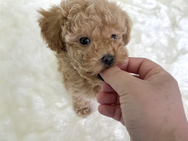 トイプードル