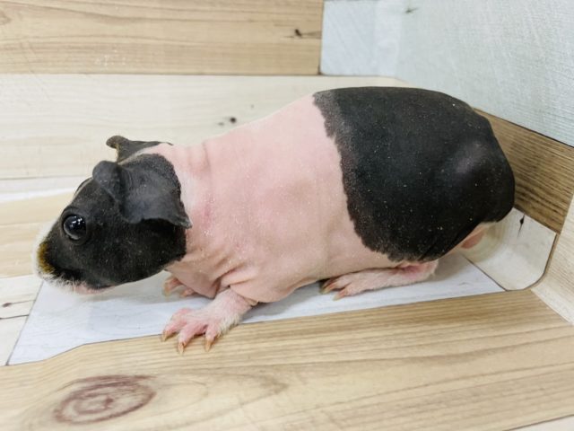 スキニーギニアピッグ