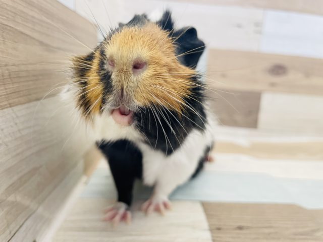 アビシニアンモルモット