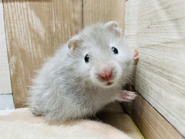 ゴールデンハムスター