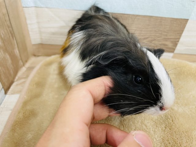 シェルティモルモット