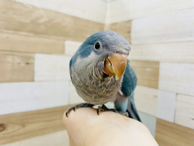 オキナインコ