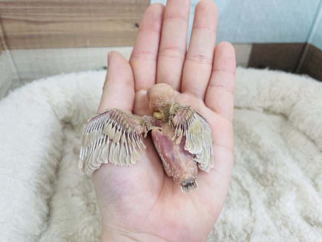 シナモン文鳥