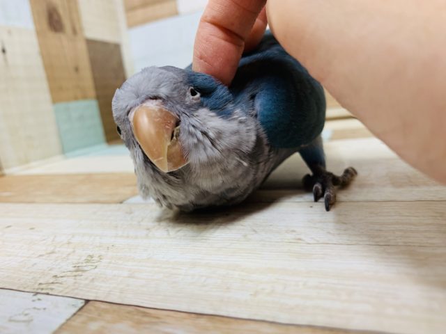 オキナインコ