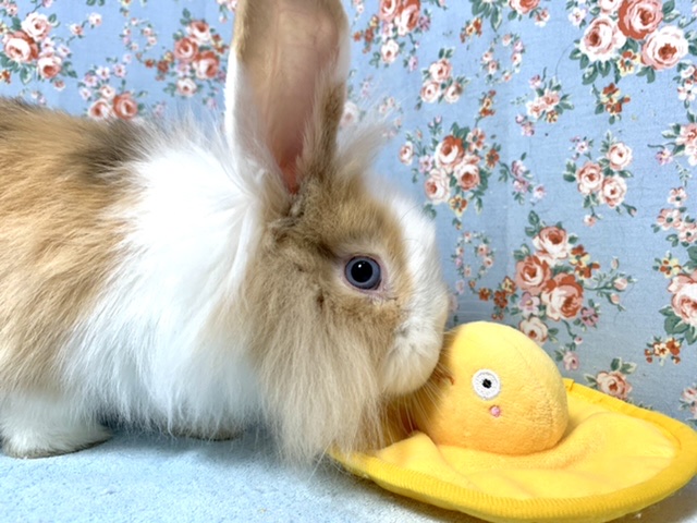 アメリカンファジーロップ