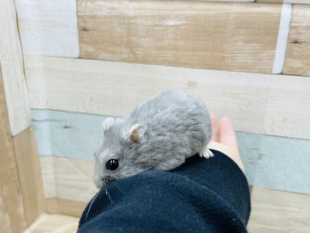 ロシアンブルーハムスター