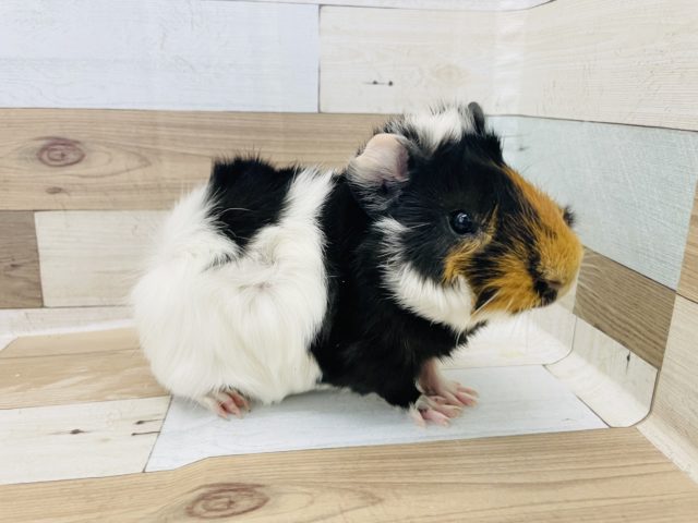 アビシニアンモルモット