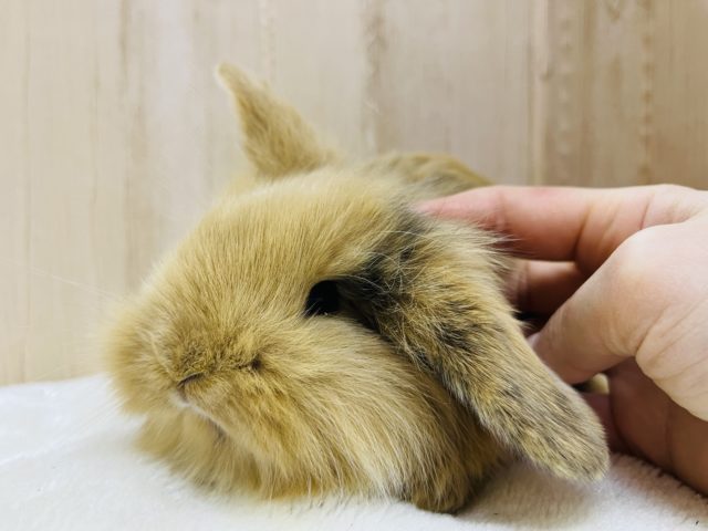 ロップイヤーラビット