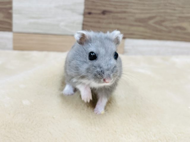 ロシアンブルーハムスター