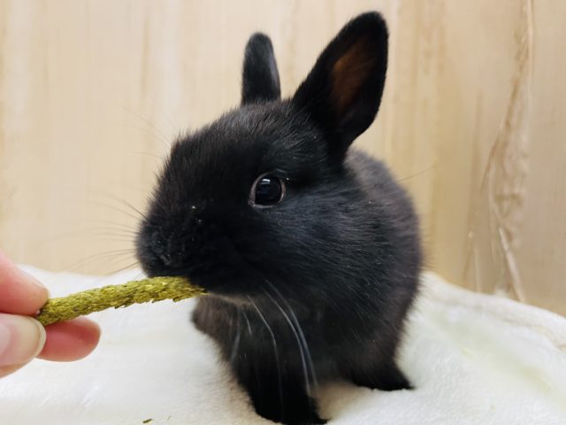 ネザーランドドワーフ