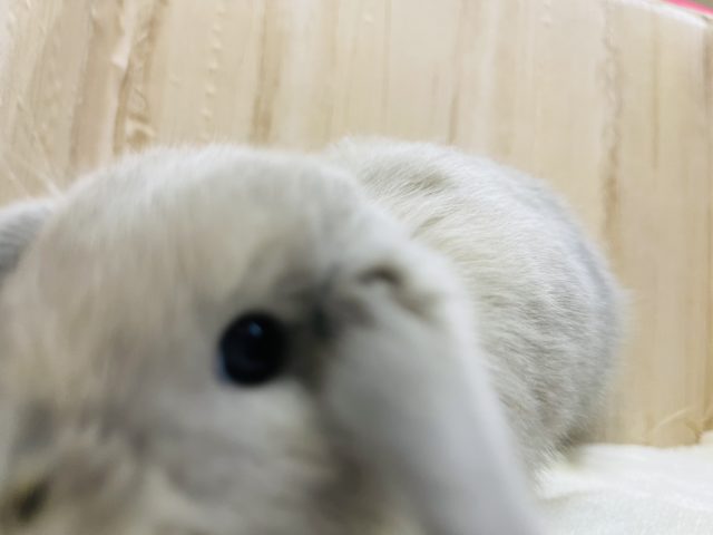 ホーランドロップ