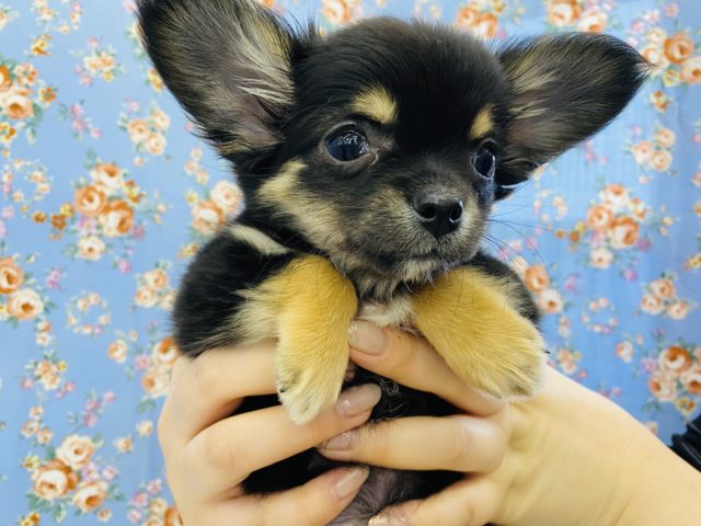 イケメンチワワ登場‼️‼️‼️ チワワ