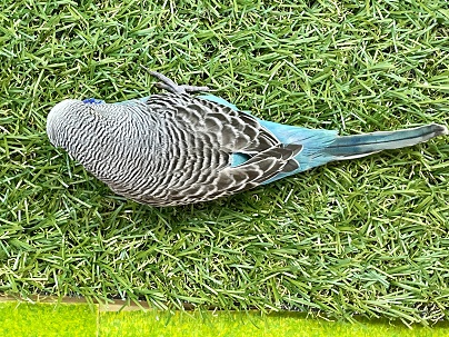 ジャンボセキセイインコ