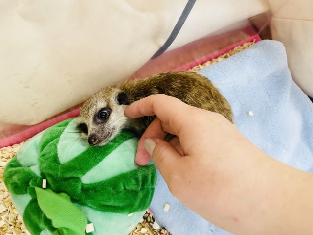 ミーアキャット