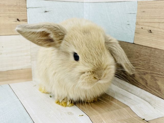 ホーランドロップ