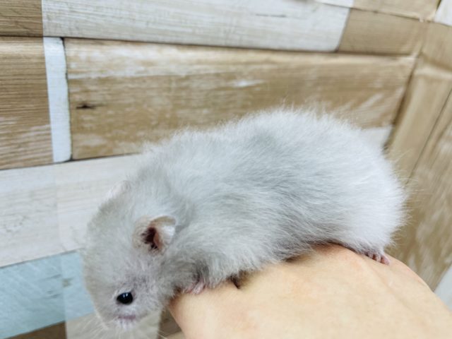 ゴールデンハムスター