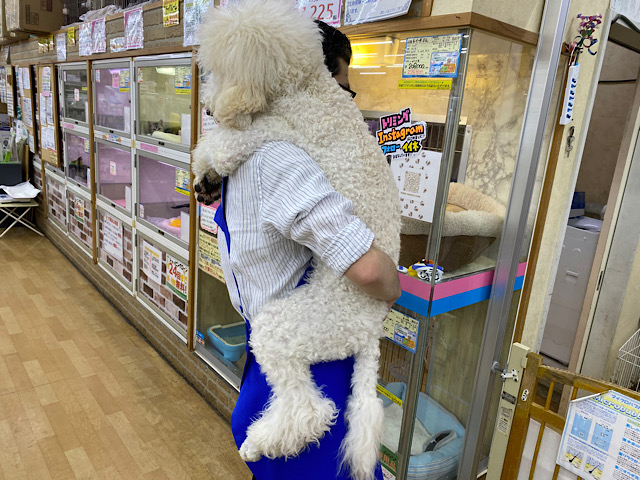 スタンダードプードル