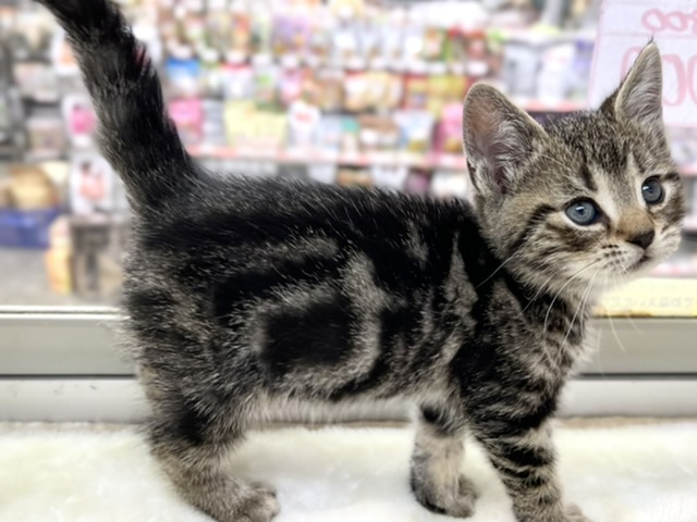 アメリカンショートヘア