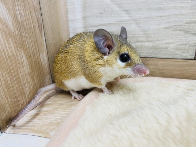 カイロトゲマウス