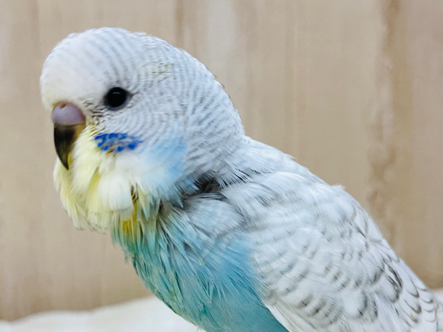 ジャンボセキセイインコ