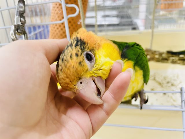 シロハラインコ