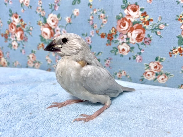 シルバー文鳥