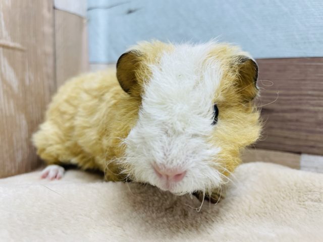 テッセルモルモット