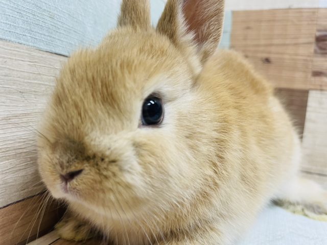 ネザーランドドワーフ