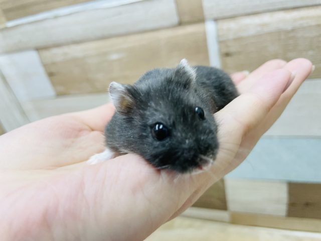 リアルブラックハムスター