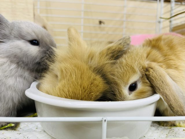 ホーランドロップ