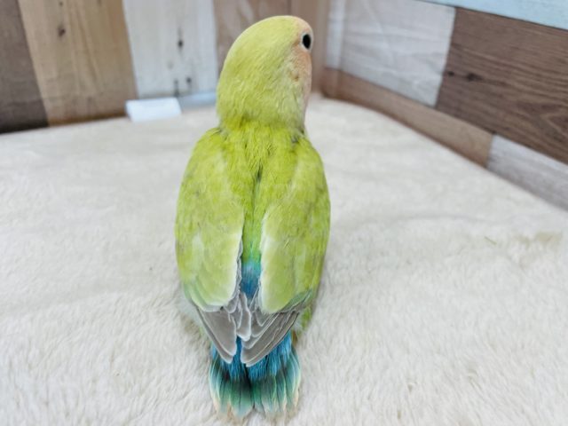 コザクラインコ（小桜インコ）