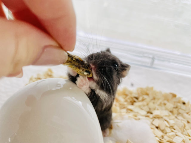 リアルブラックハムスター