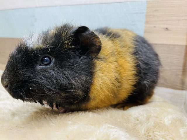 クレステッドモルモット